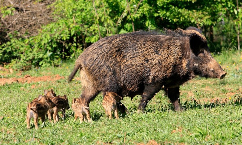 Sus scrofa Linnaeus