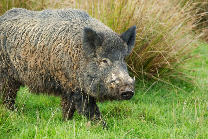 Дикие кабаны» (Wild Hogs)