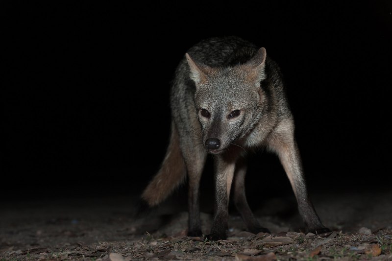 Crab eating Fox