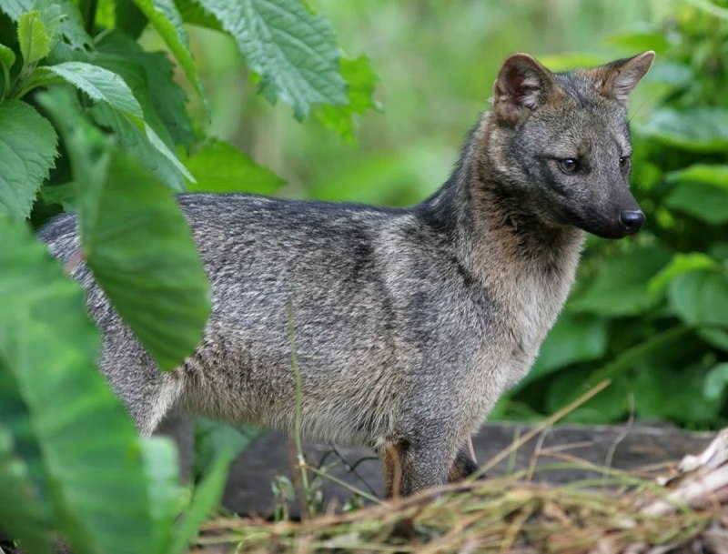 Семейство псовые (Canidae)