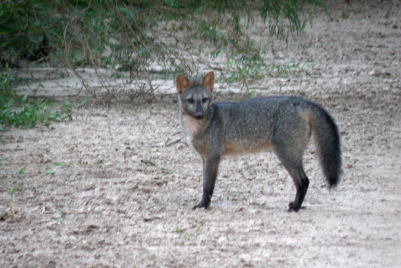 Crab eating Fox