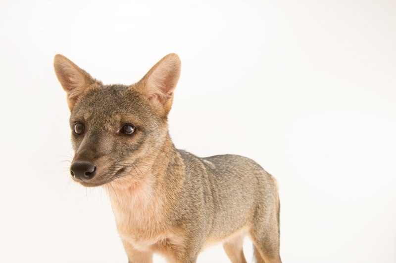 Island Fox and Fox