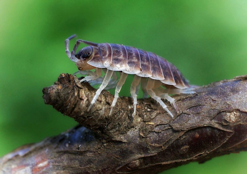 Мокрицы Armadillidium vulgare