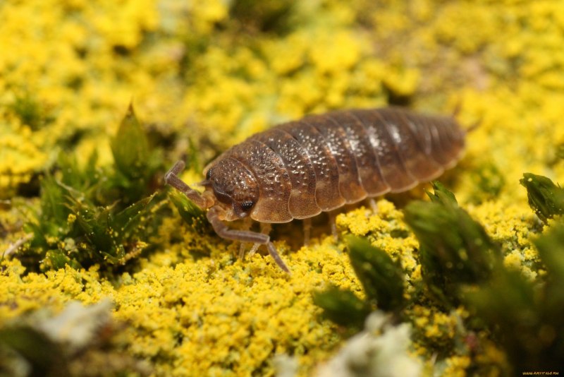 Trachelipus rathkii