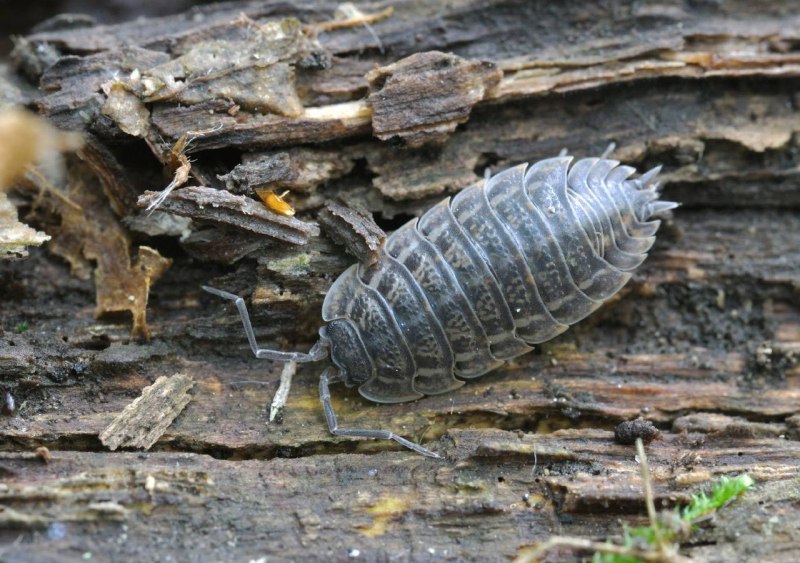 Roly Poly Жук