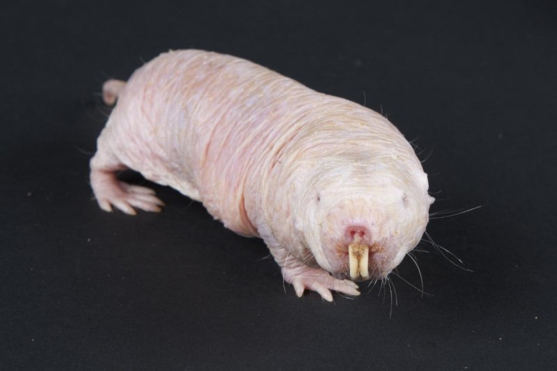 Голый землекоп (Heterocephalus Glaber)