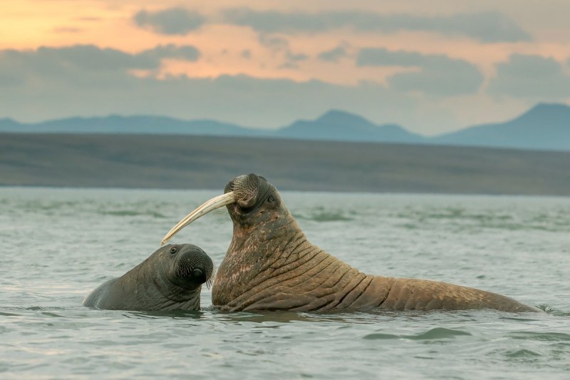 Тихоокеанский морж (Odobenus rosmarus divergens)