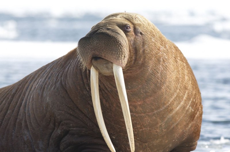 Тихоокеанский морж (Odobenus rosmarus divergens)