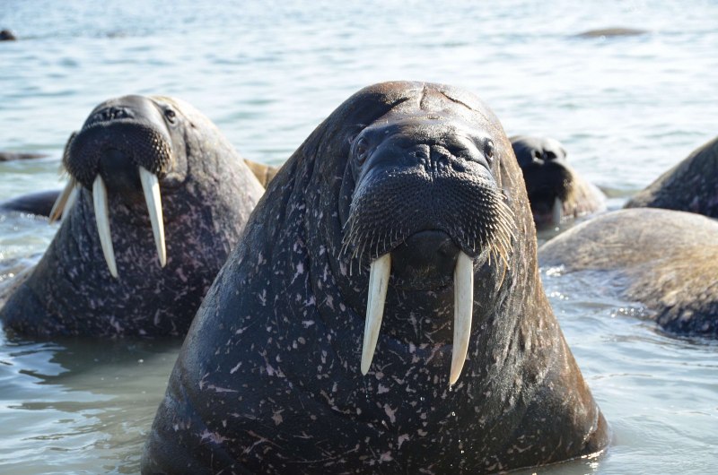 Тихоокеанский морж (Odobenus rosmarus divergens)