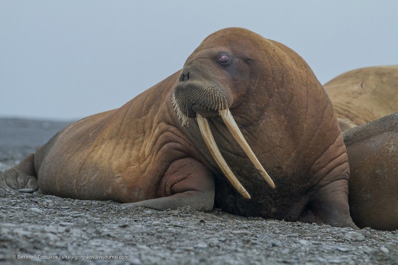 Тихоокеанский морж (Odobenus rosmarus divergens)