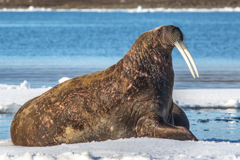 Тихоокеанский морж (Odobenus rosmarus divergens)