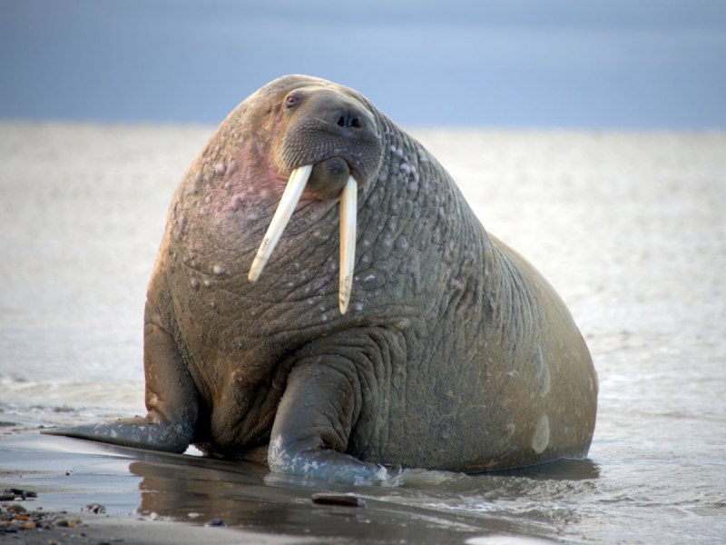 Морж, Лаптевский подвид (Odobenus rosmarus)