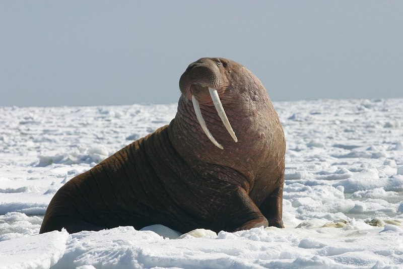 Гренландский морж