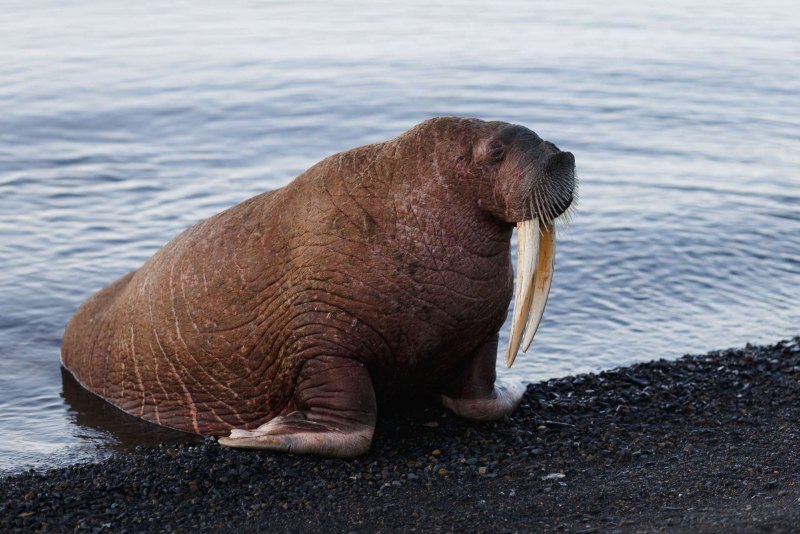 Тихоокеанский морж (Odobenus rosmarus divergens)