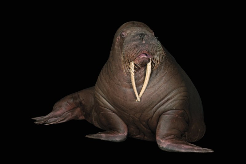 Тихоокеанский морж (Odobenus rosmarus divergens)