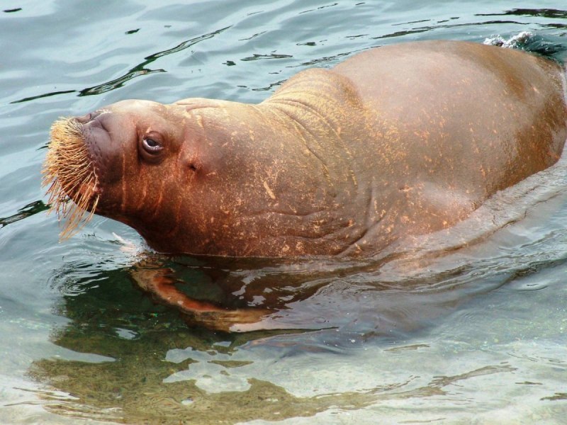 Морж с моржонком