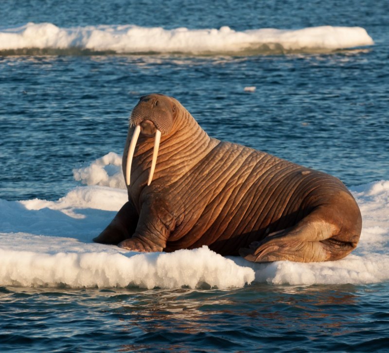 Odobenus rosmarus