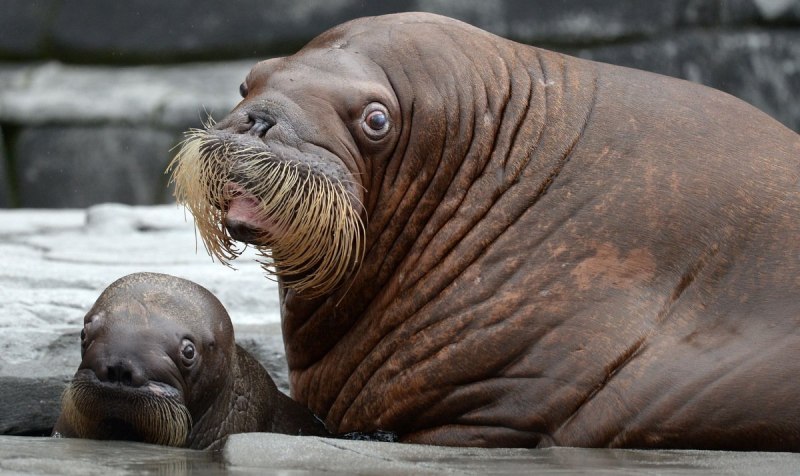 Тихоокеанский морж (Odobenus rosmarus divergens)