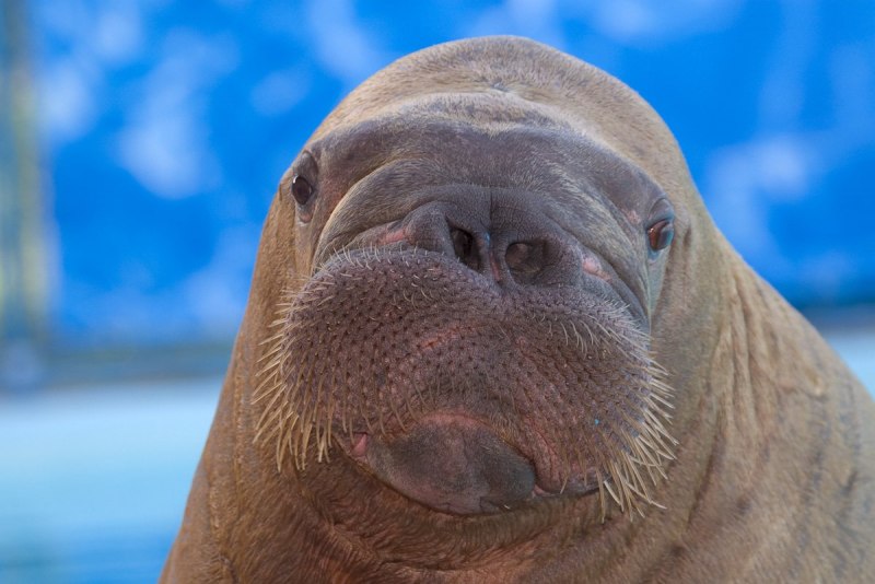 Тихоокеанский морж (Odobenus rosmarus divergens)