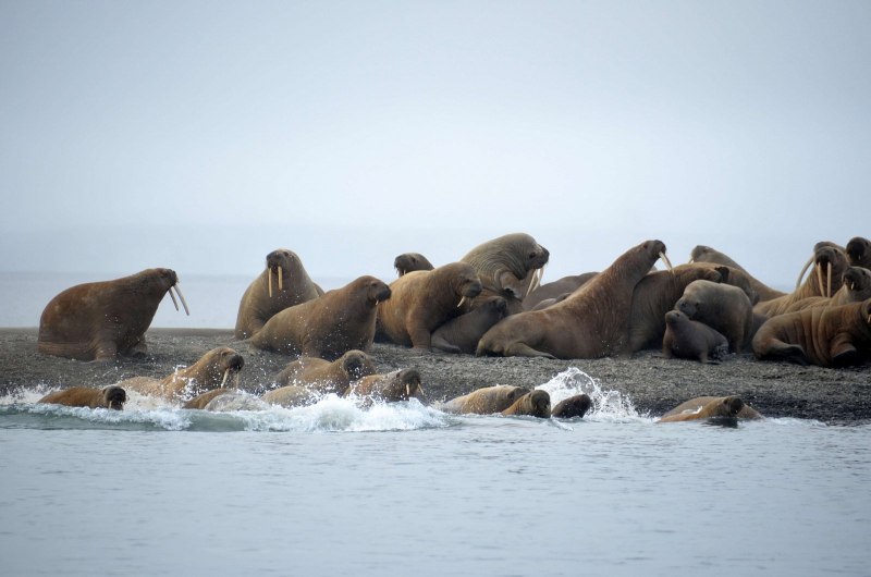 Тихоокеанский морж (Odobenus rosmarus divergens)