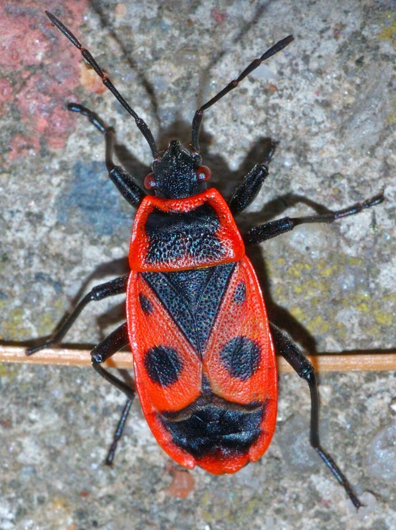 Клоп-солдатик – Pyrrhocoris apterus