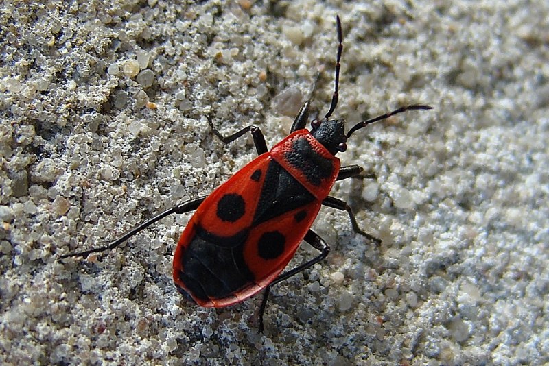 Клоп-солдатик – Pyrrhocoris apterus