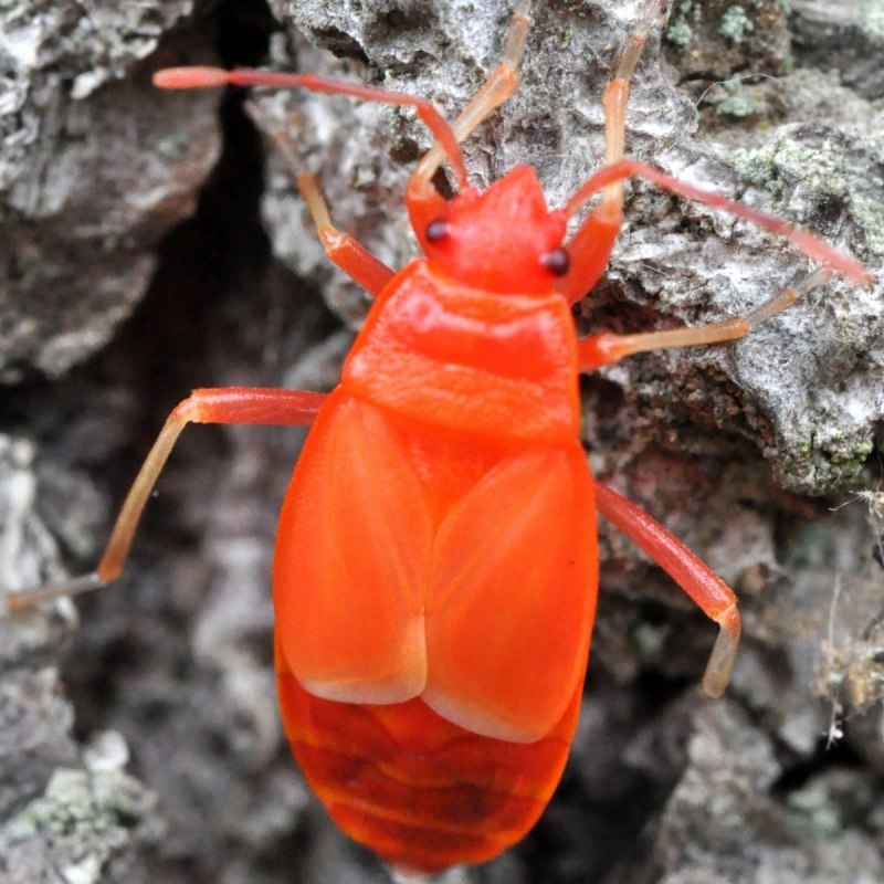 Клоп-солдатик Pyrrhocoris