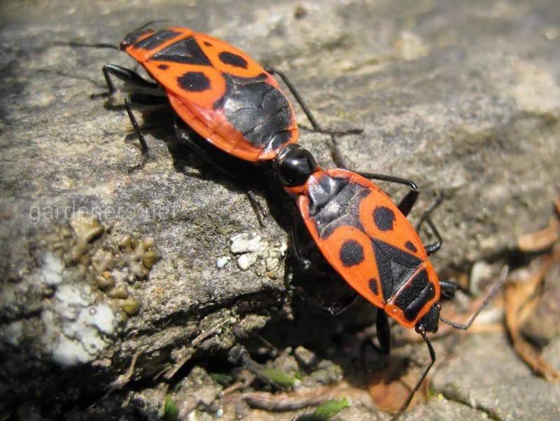 Клоп-солдатик Pyrrhocoris
