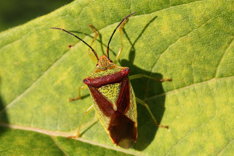 Клоп-солдатик Pyrrhocoris