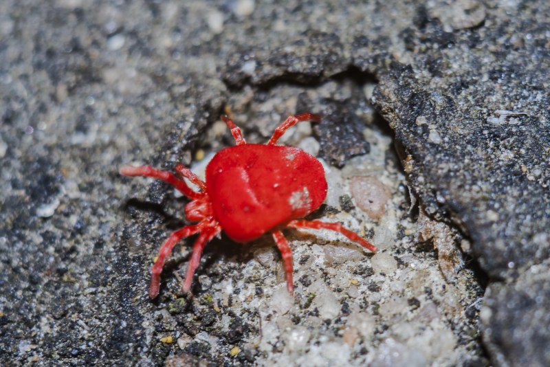 Клоп-солдатик Pyrrhocoris