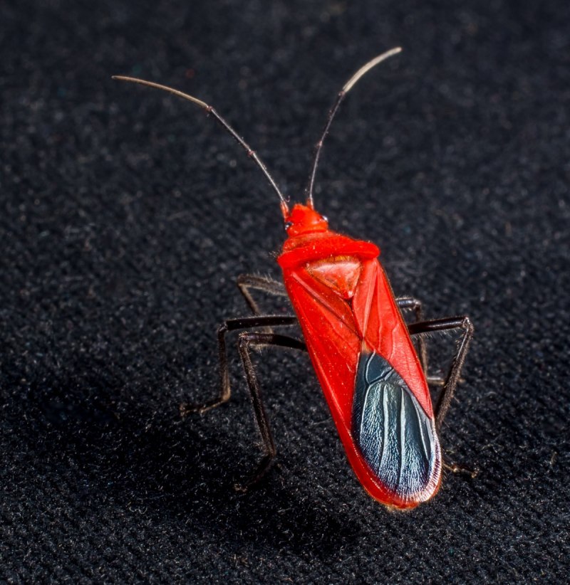 Клоп-солдатик – Pyrrhocoris apterus