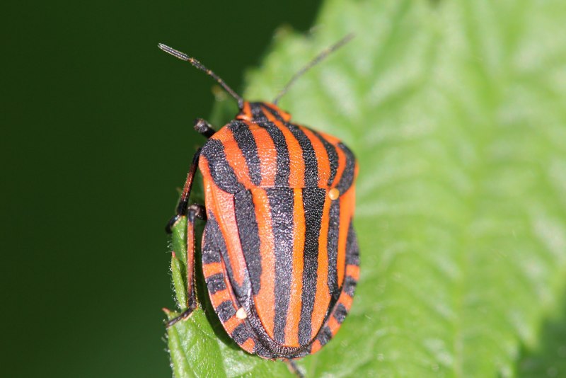 Клоп-солдатик Pyrrhocoris