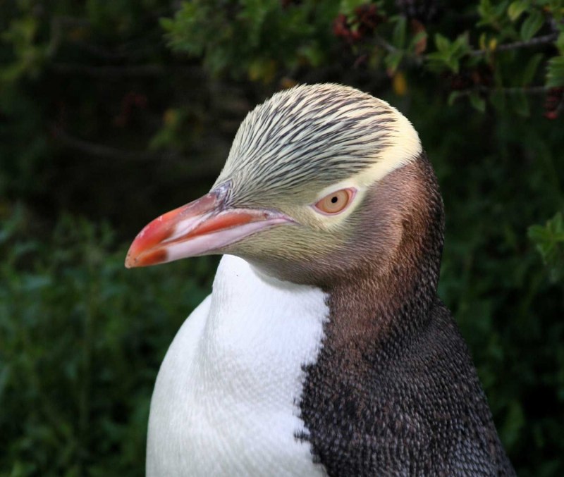 Пингвинов Megadyptes Antipodes