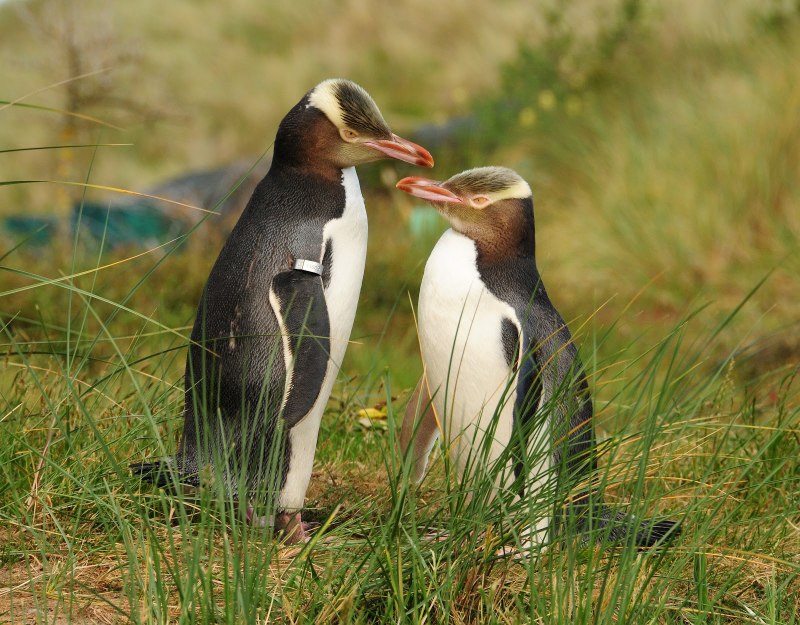Пингвинов Megadyptes Antipodes