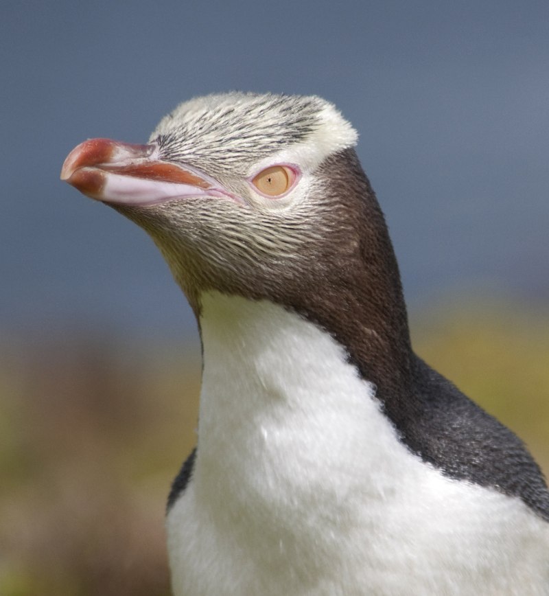 Пингвинов Megadyptes Antipodes
