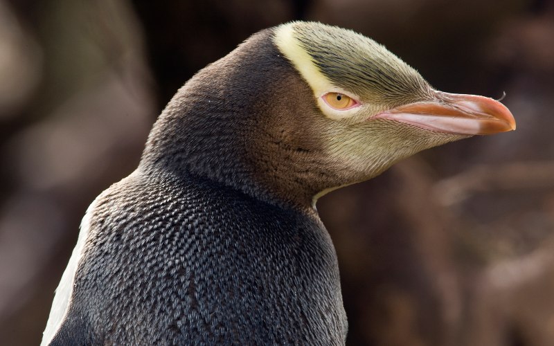 Пингвинов Megadyptes Antipodes