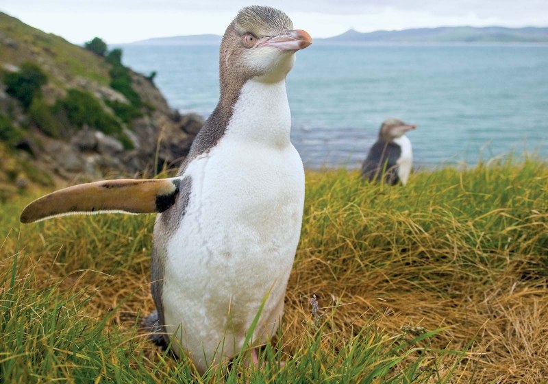 Peaceful Penguin