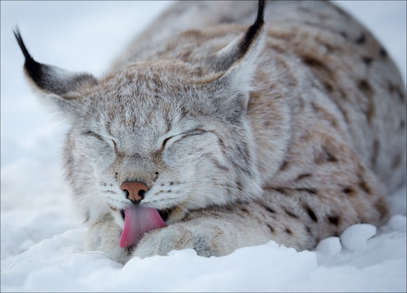 Lynx issiodorensis
