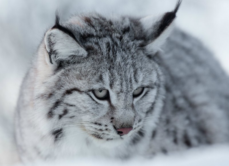 Lynx Cub