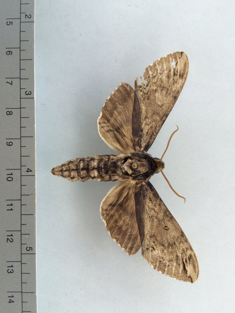 Cossus cossus гусеница