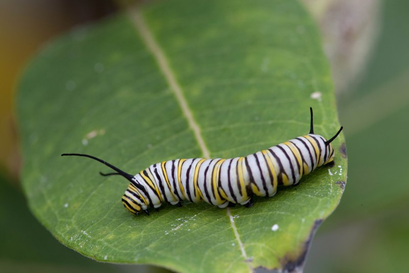 Acossus Terebra