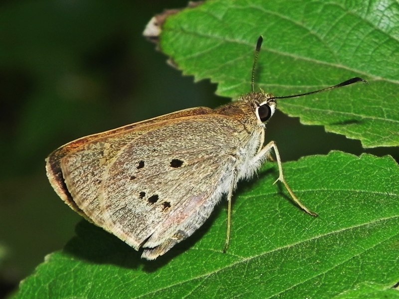 Cossus cossus гусеница