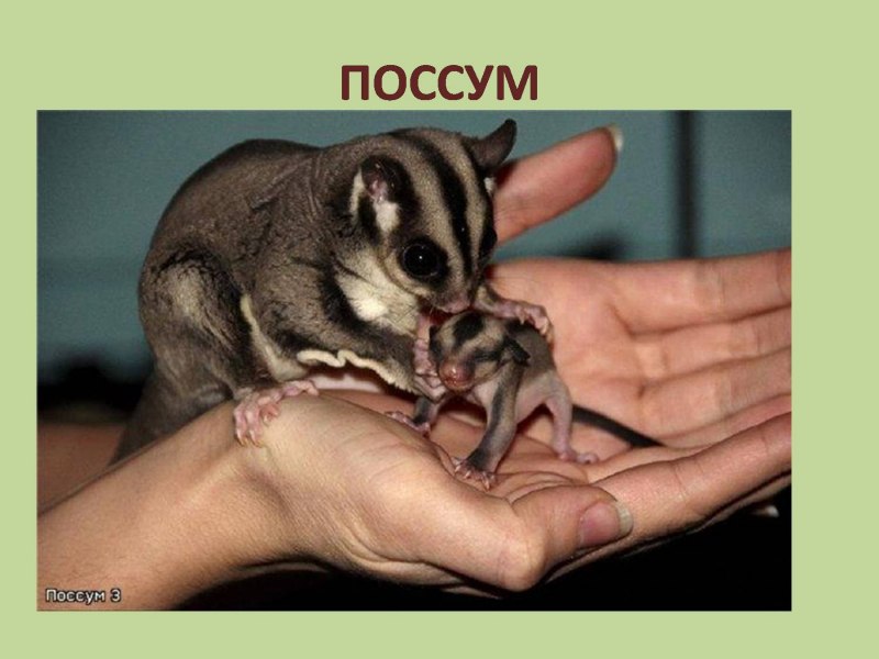 Тасманийский поссум