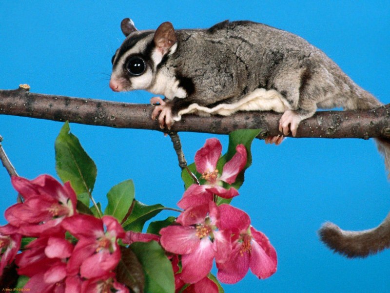 Сахарный поссум (Petaurus breviceps)