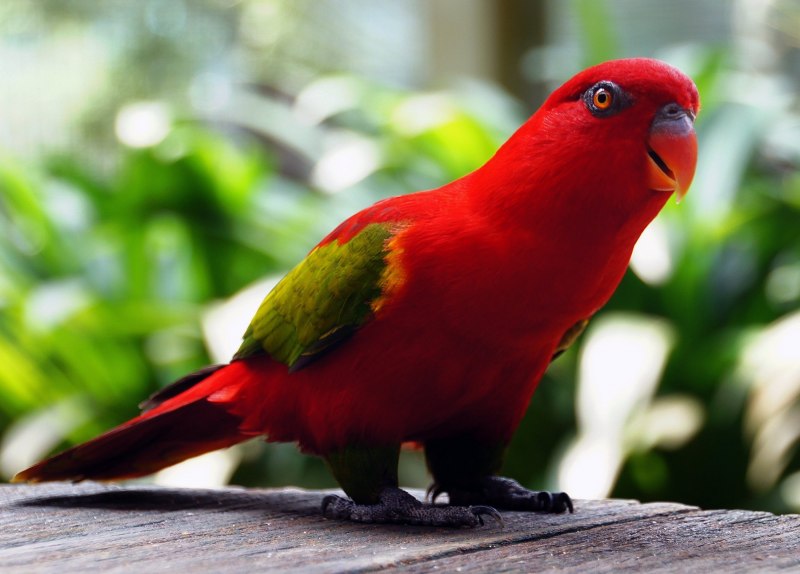 Попугай зеленый с красным (56 фото)