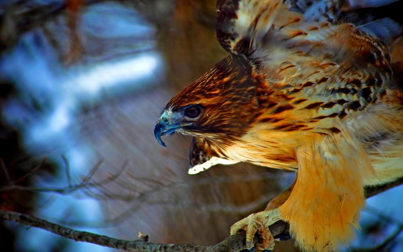 Red Tail Hawk