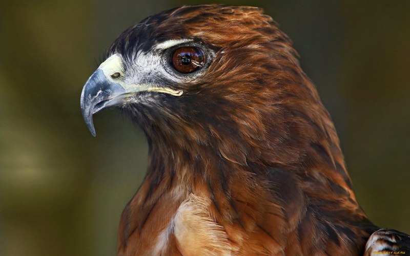 Redtail Hawk