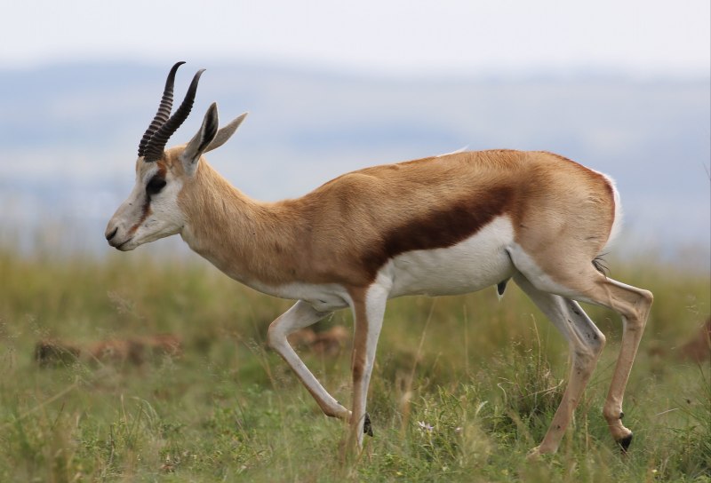 Спрингбок Antidorcas marsupialis
