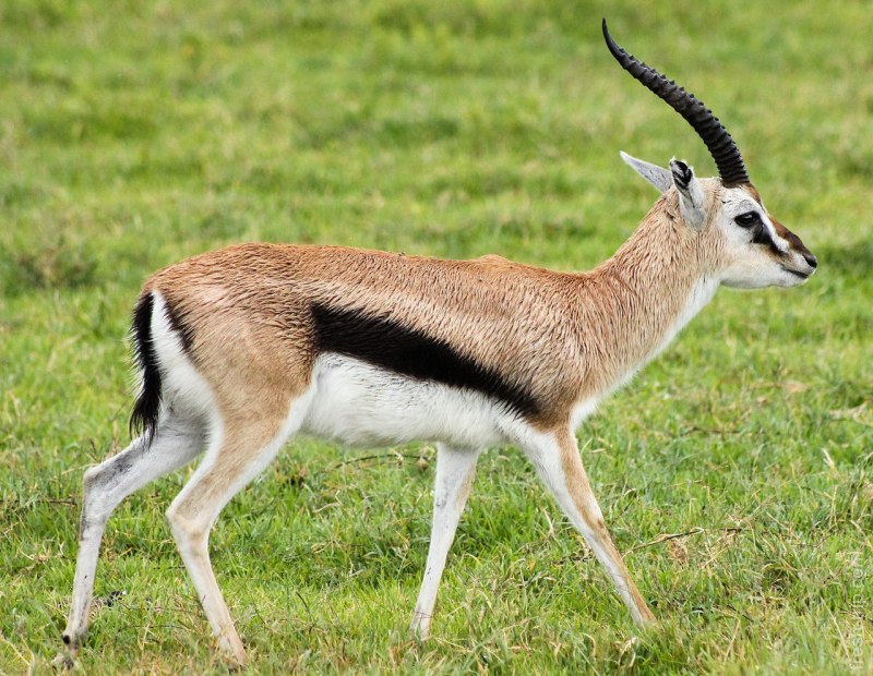 Спрингбок Antidorcas marsupialis