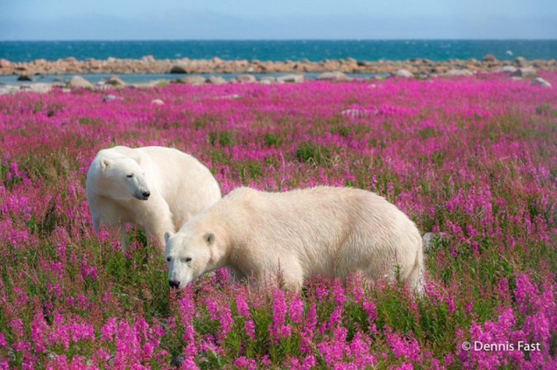 White Bear Family